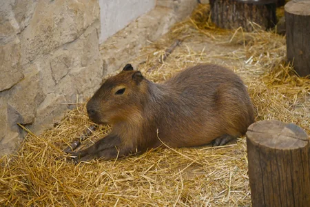Leyla Əliyeva Şamaxıda Capybara Azerbaijan fermasında olub